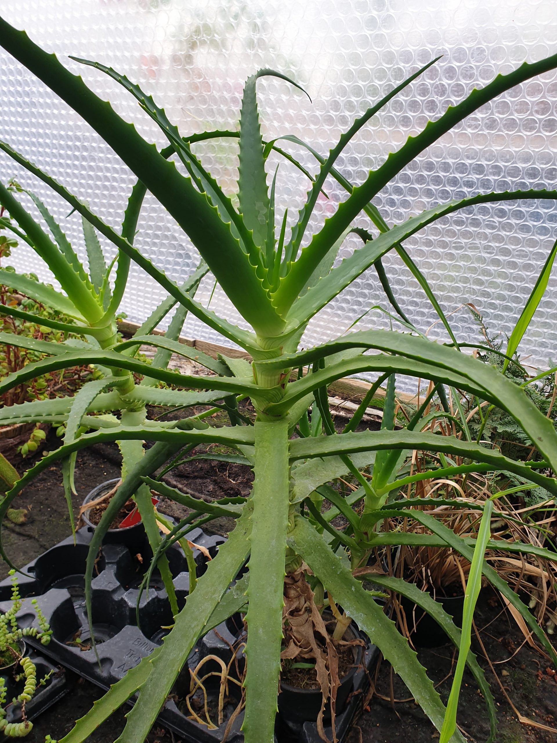 Aloe - Fuchsiahaven