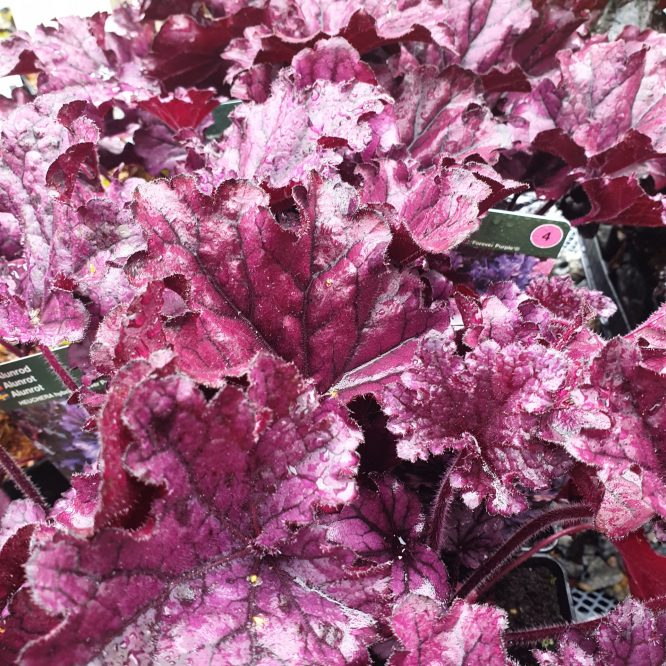 Alunrod Forever Purple (Heuchera Hybrid Forever Purple)