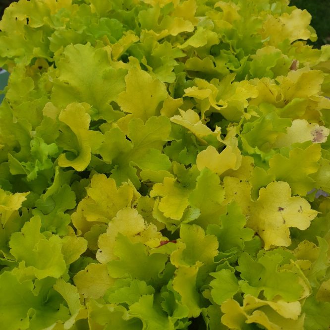 Alunrod Lime Marmalade (Heuchera Hybrid Lime Marmalade)