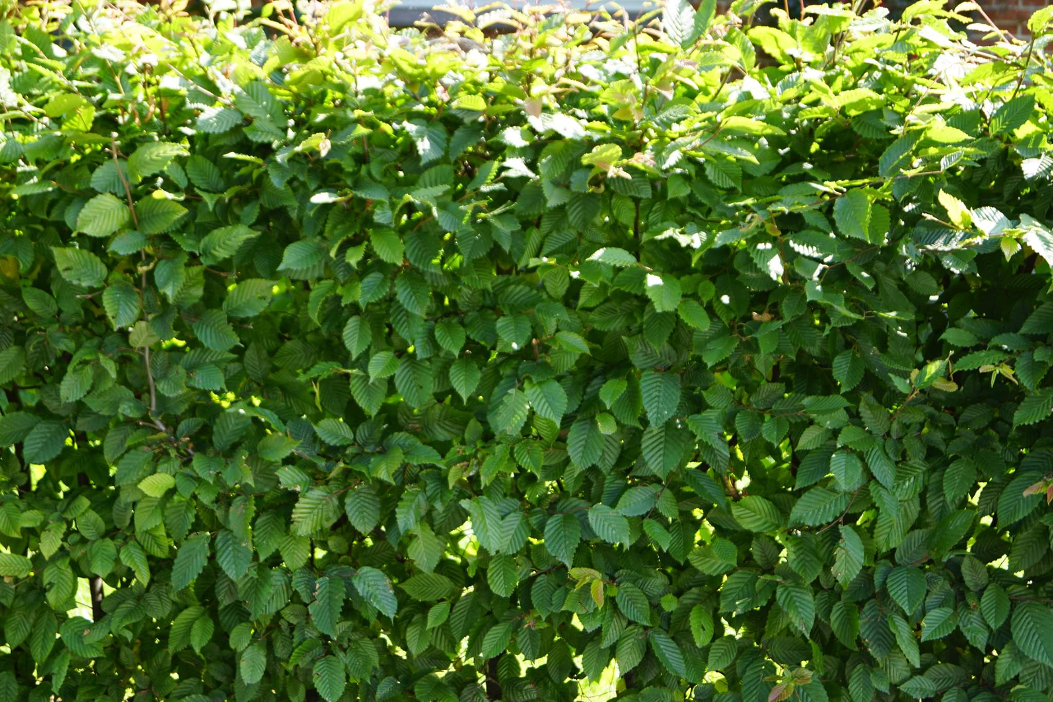 Avnbøg (Carpinus Betulus)