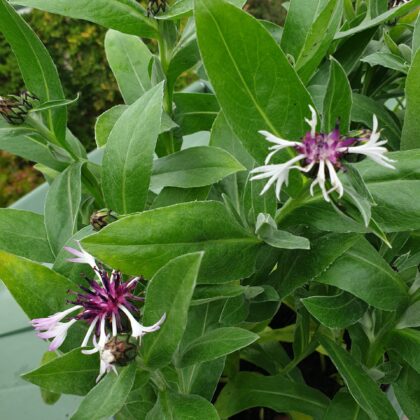 bjerg-knopurt-centaurea-montana-amethyst-in-snow