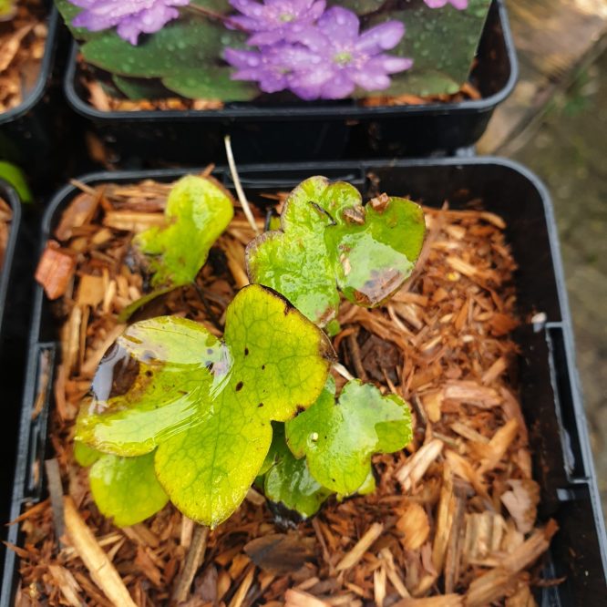 Blå Anemone (Hepatica Nobilis)