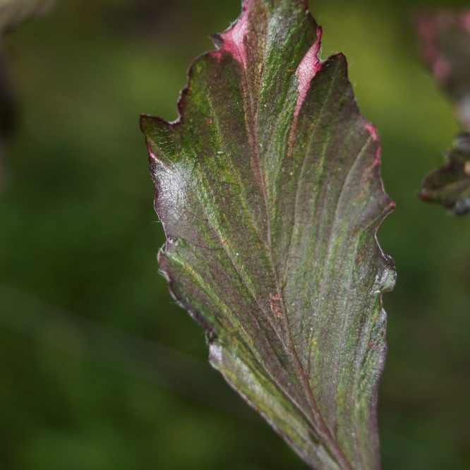 Blodbøg (Fagus Sylvatica Tricolor)