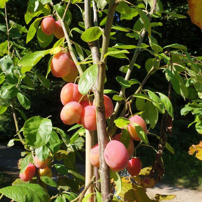 Blommetræ Victoria (Prunus Domestica Victoria)