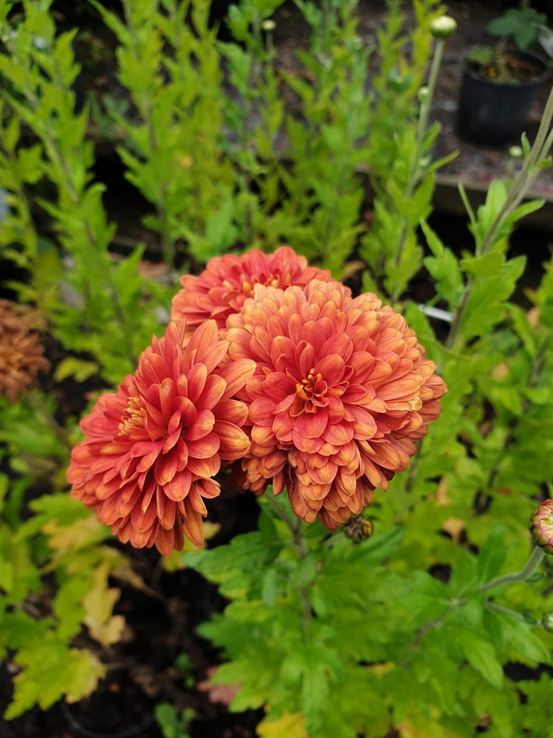 chrysanthemum-indicum-hybrida-silvia-s