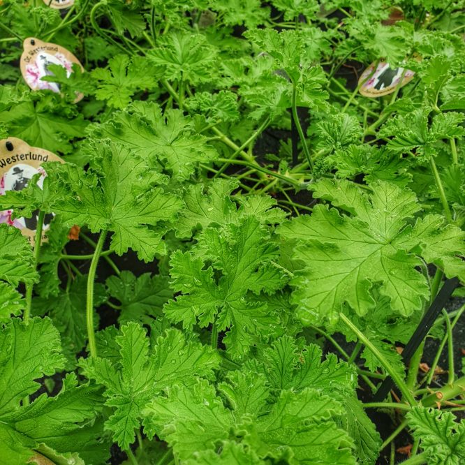 Duft Pelargonie (Pelargonium Graveolens)