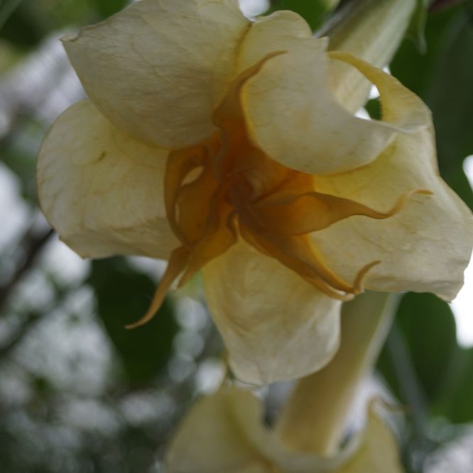 Engletrompet Bergzauber (Brugmansia Bergzauber)