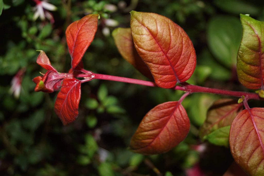 fuchsia-autumnale