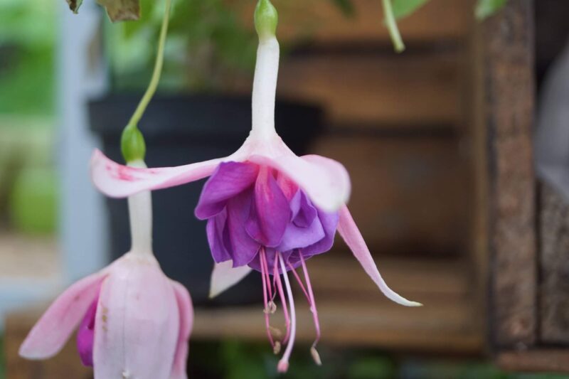 fuchsia-drama-girl