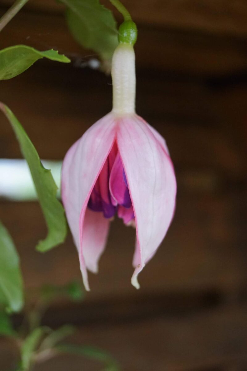 fuchsia-drama-girl