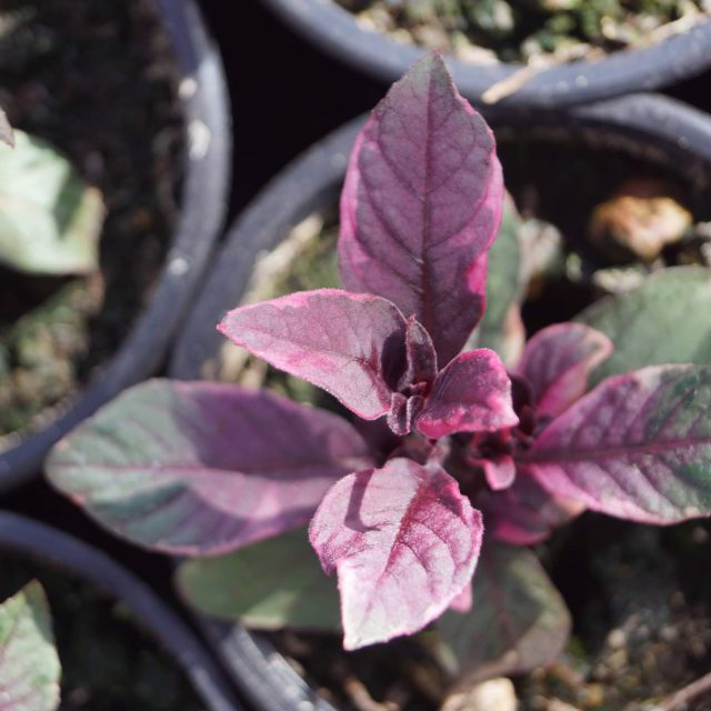 fuchsia-firecracker