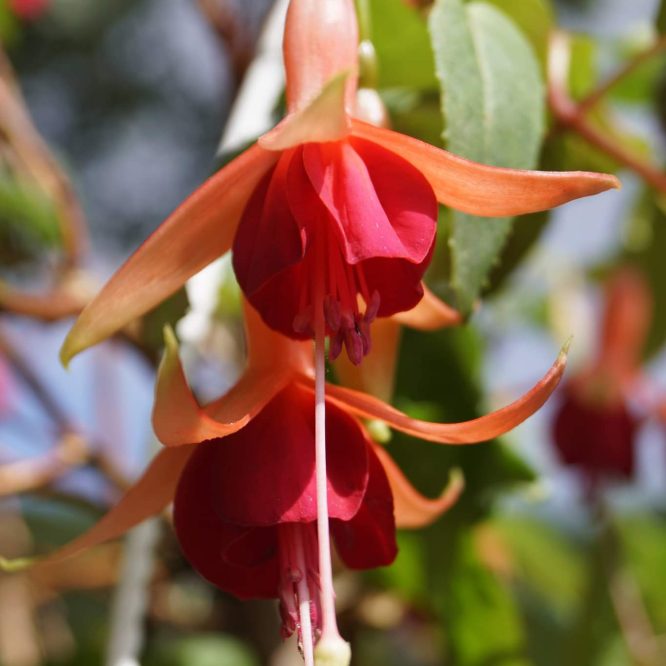 Fuchsia Major Heaphy