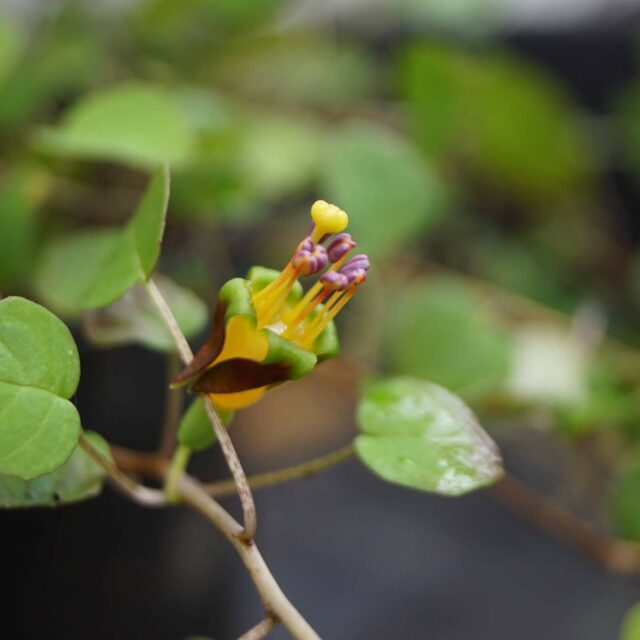 fuchsia-procumbens