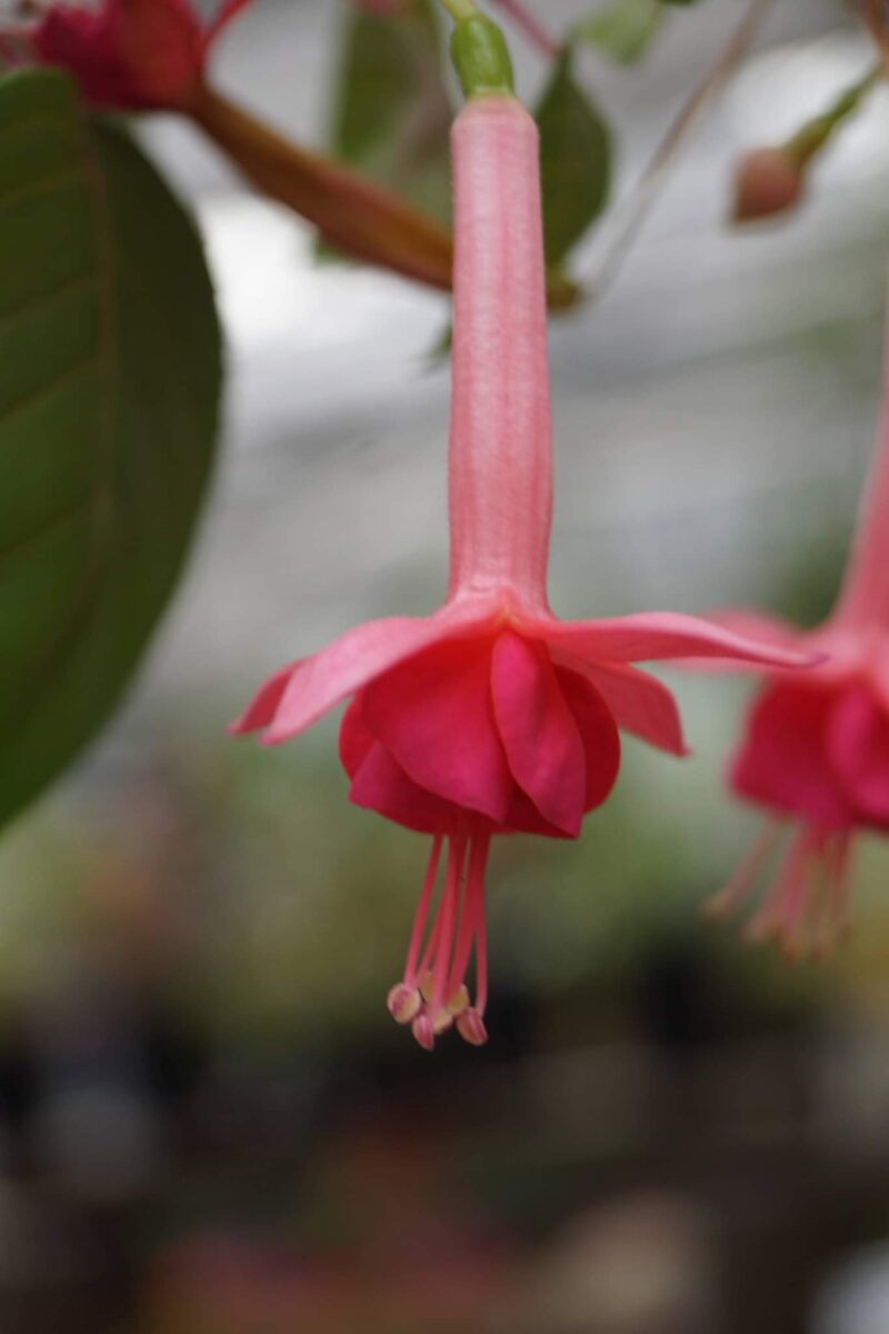 fuchsia-walz-fagot