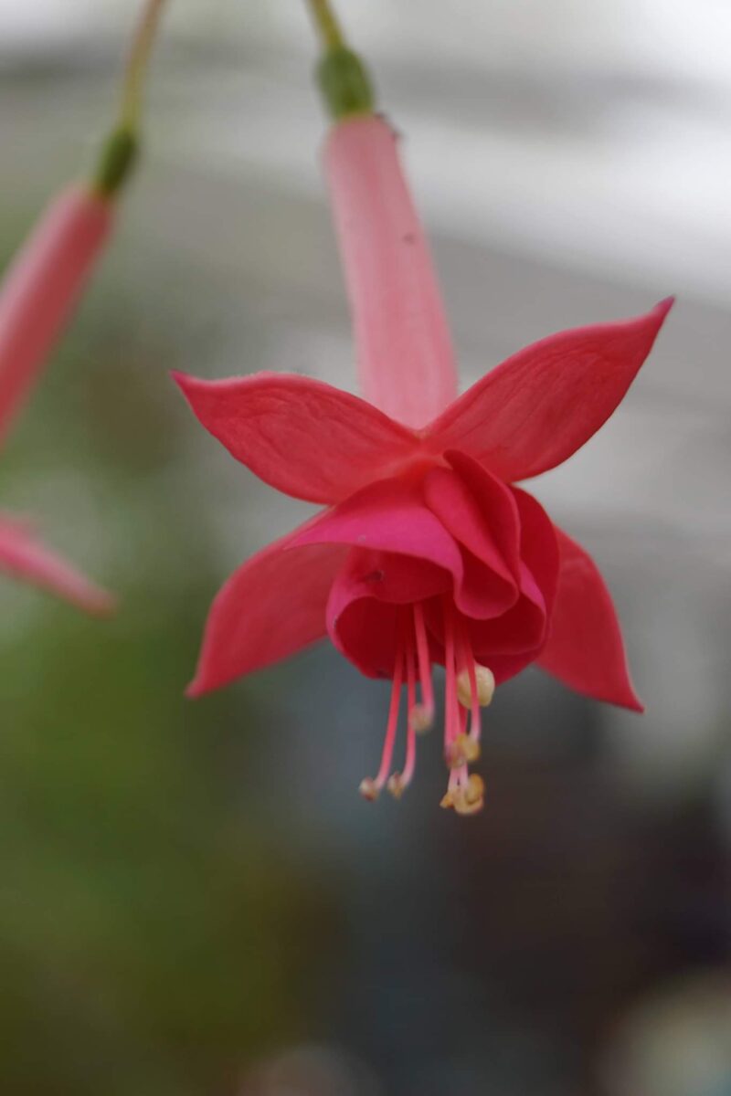 fuchsia-walz-fagot