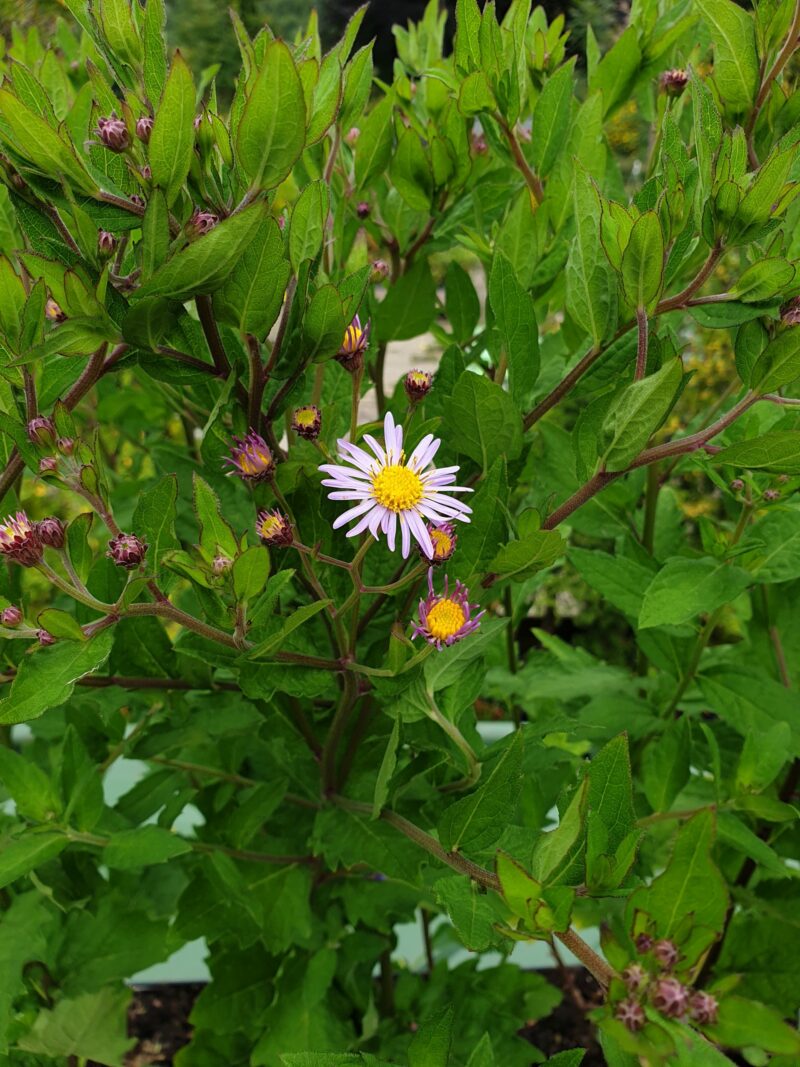 japansk-asters-aster-ageratoides-asran