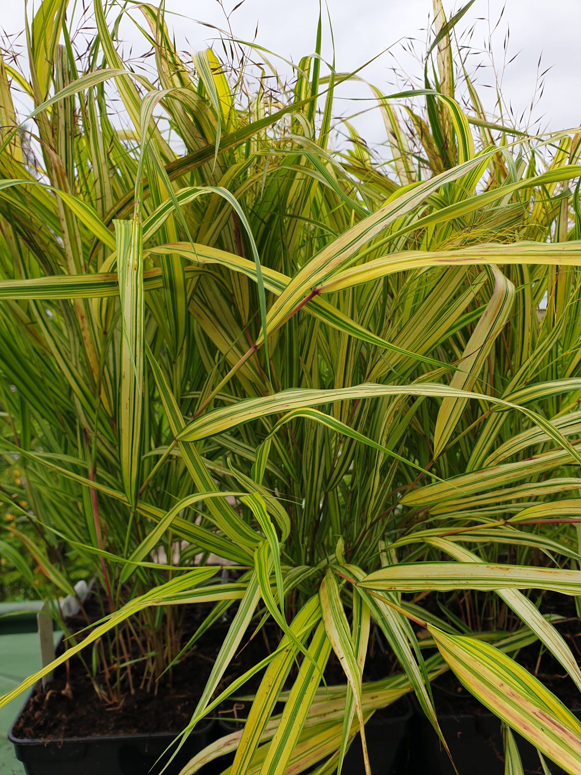 Japansk Skovstar (Hakonechloa Macra Aureola XL)