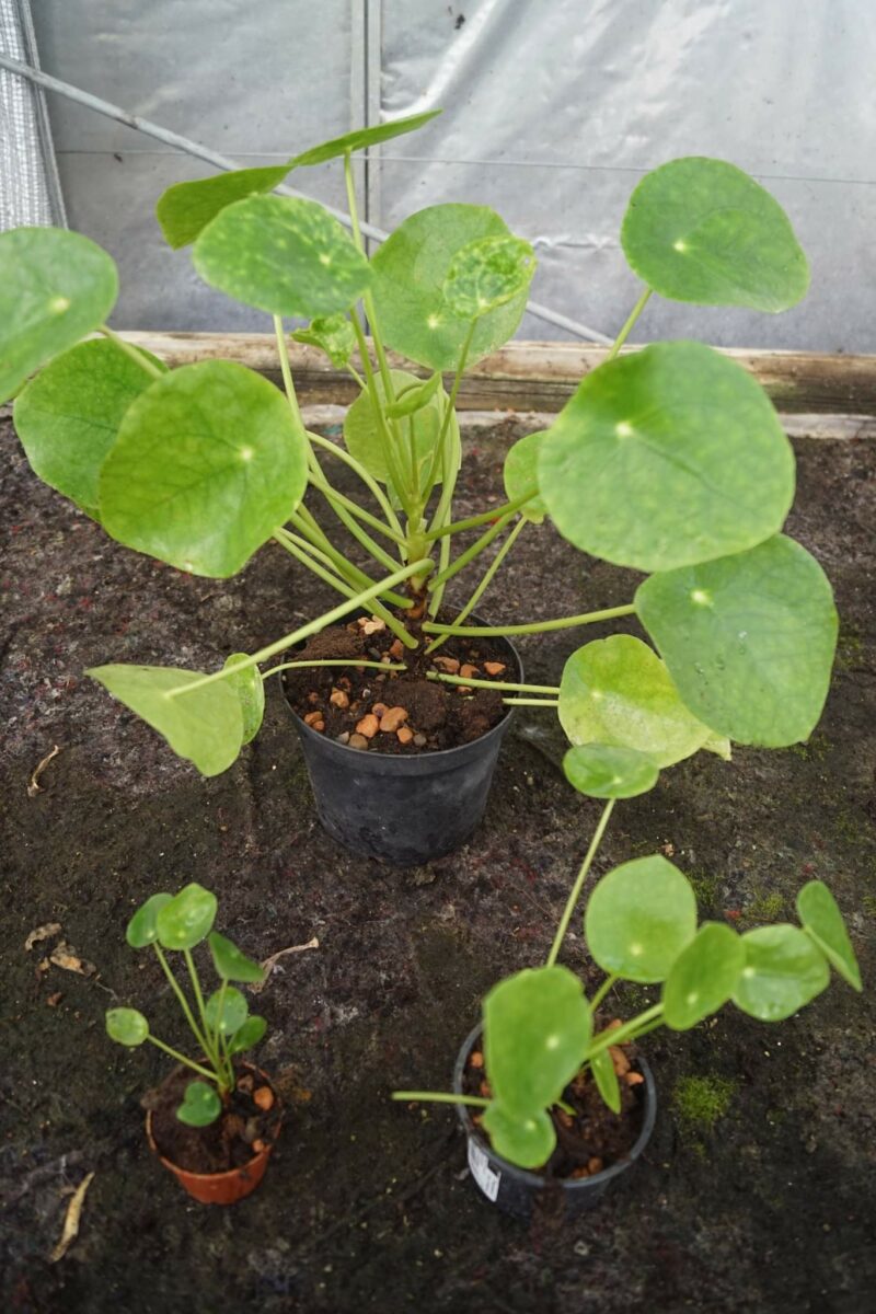 kinesisk-pengeplante-pilea-peperomioides