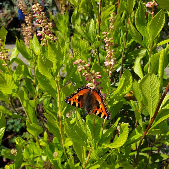 Konvalbusk (Clethra Alnifolia Ruby Spice)