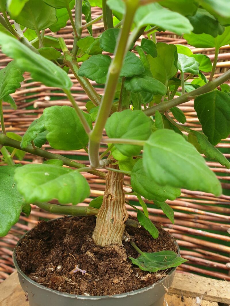 moelplante-bonsai-mint-plectranthus-ernstii-sumo-bonsai