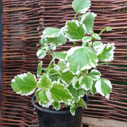 moelplante-hvidrandet-plectranthus-forsteri-variegata