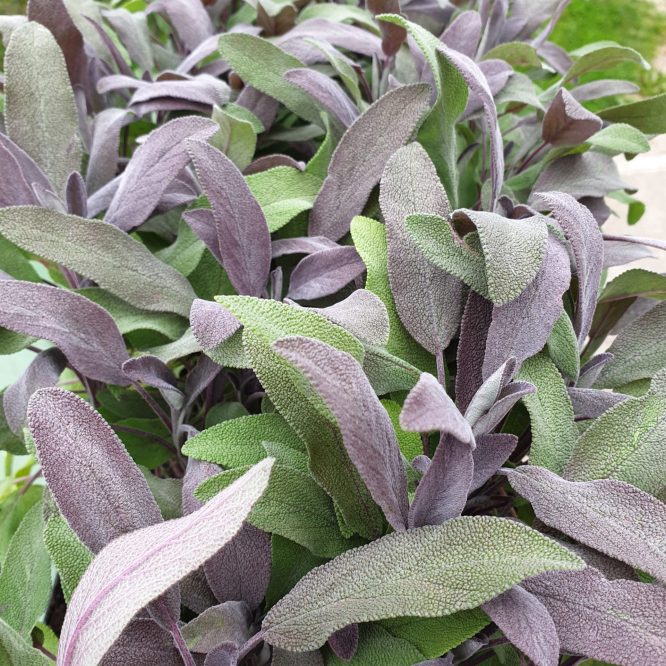 Salvie (Salvia Officinalis Purpurascens)