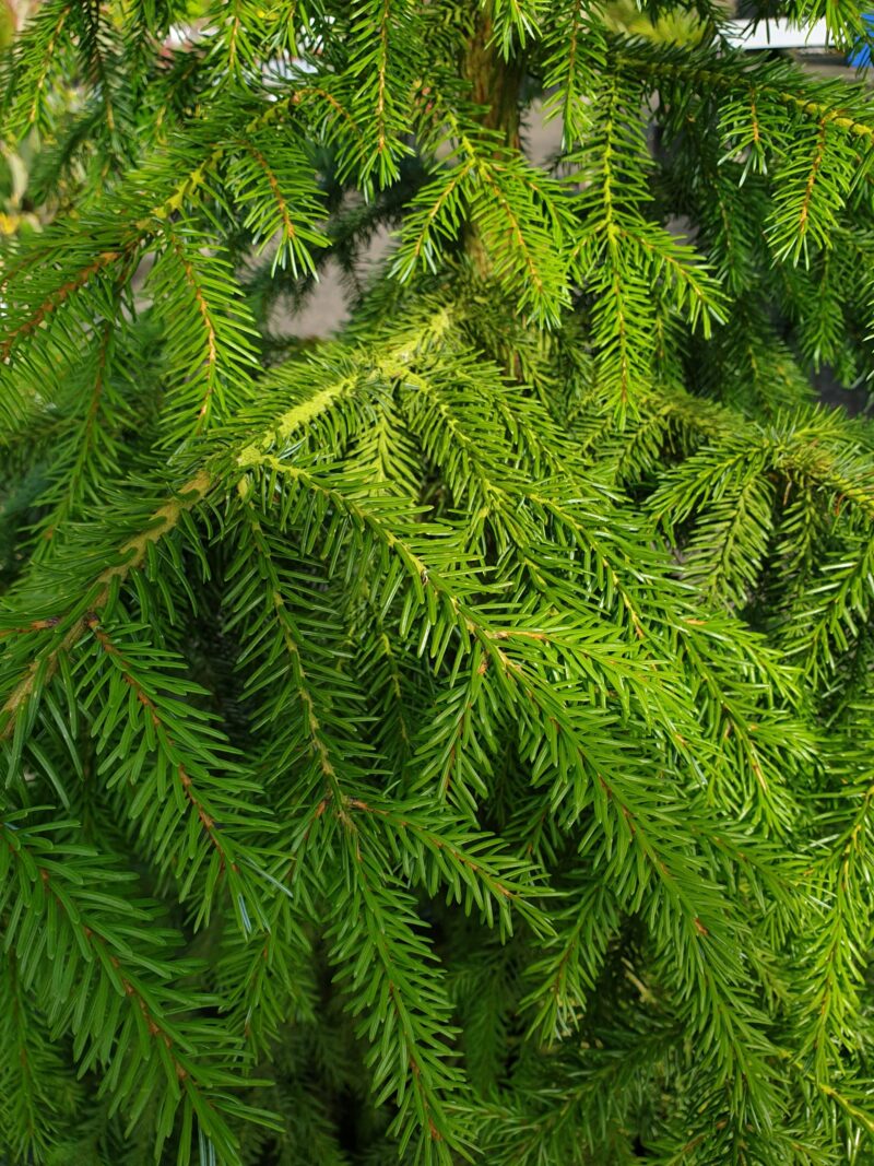 serbisk-soejlegran-picea-omorika