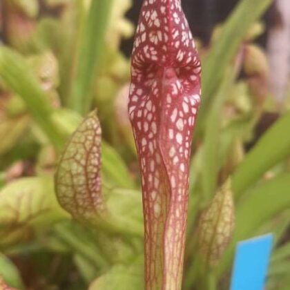 trompetblad-sarracenia-wrigleyana