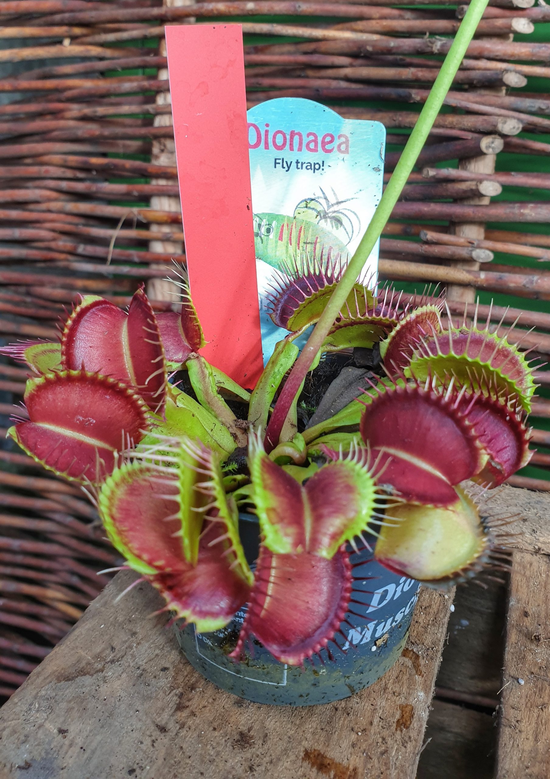 Venus Fluefanger (Dionaea Muscipula)