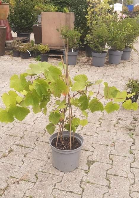 Vindrueplante Rondo (Vitis Vinifera Rondo)