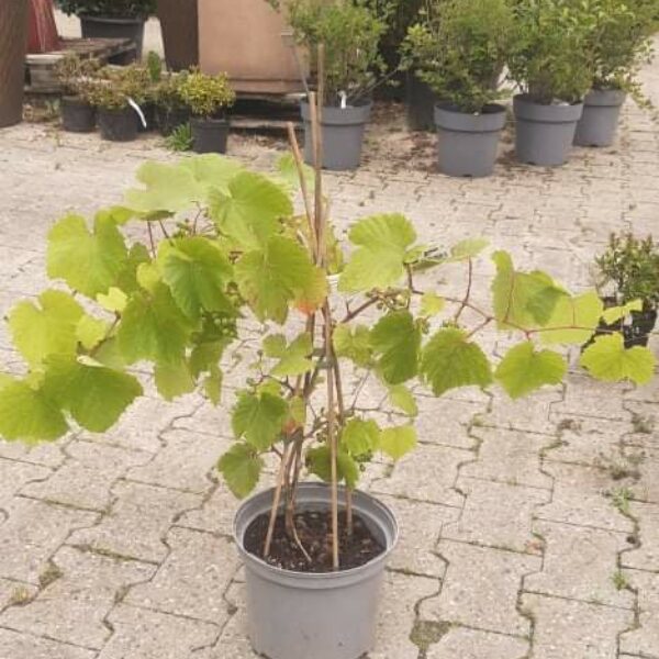 vindrueplante-rondo-vitis-vinifera-rondo