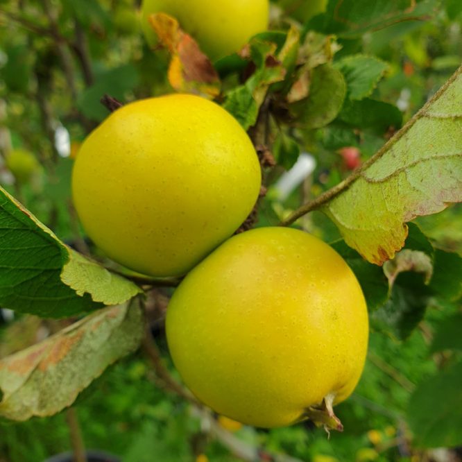 Æbletræ Aroma (Malus Domestica Aroma)