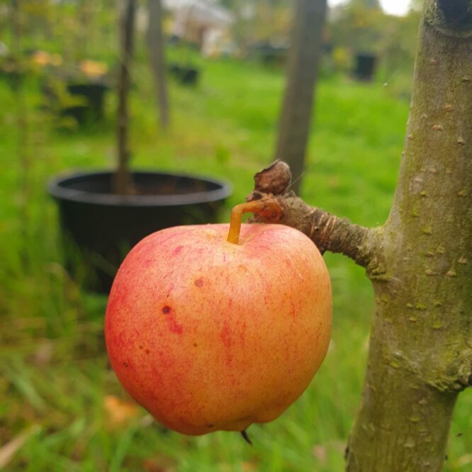 Æbletræ Astrakan Gyllenkrok (Malus Domestica Astrakan Gyllenkrok)