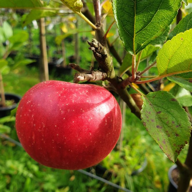 Æbletræ Discovery (Malus Domestica Discovery)
