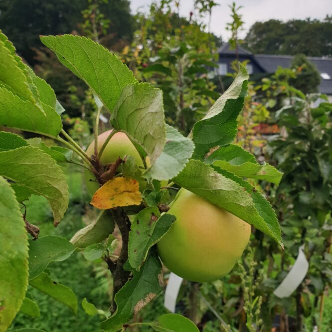 Æbletræ Goldcats Søjle (Malus Domestica Goldcats)