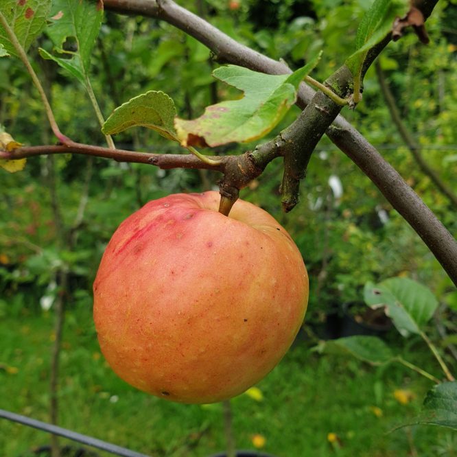 Æbletræ James Grieve (Malus Domestica James Grieve)