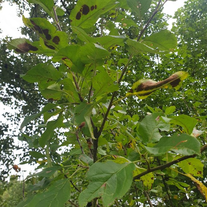 Æbletræ Rubinola (Malus Domestica Rubinola)