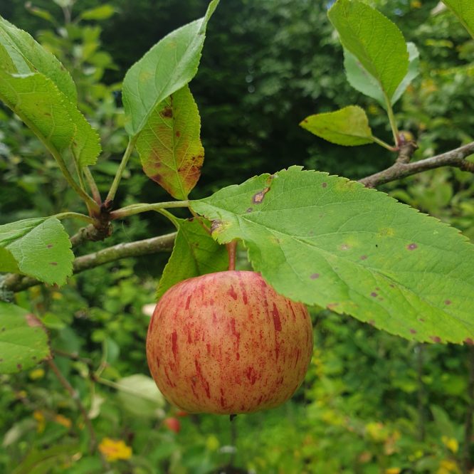 Æbletræ Topaz (Malus Domestica Topaz)