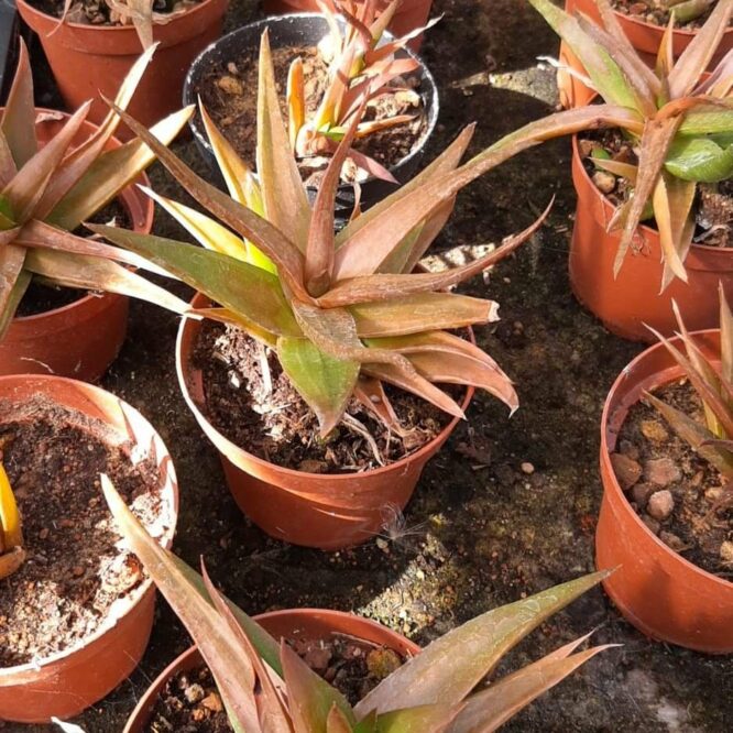 Alworthia Black Gem