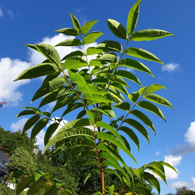 Amurkorktræ (Phellodendron Amurense)