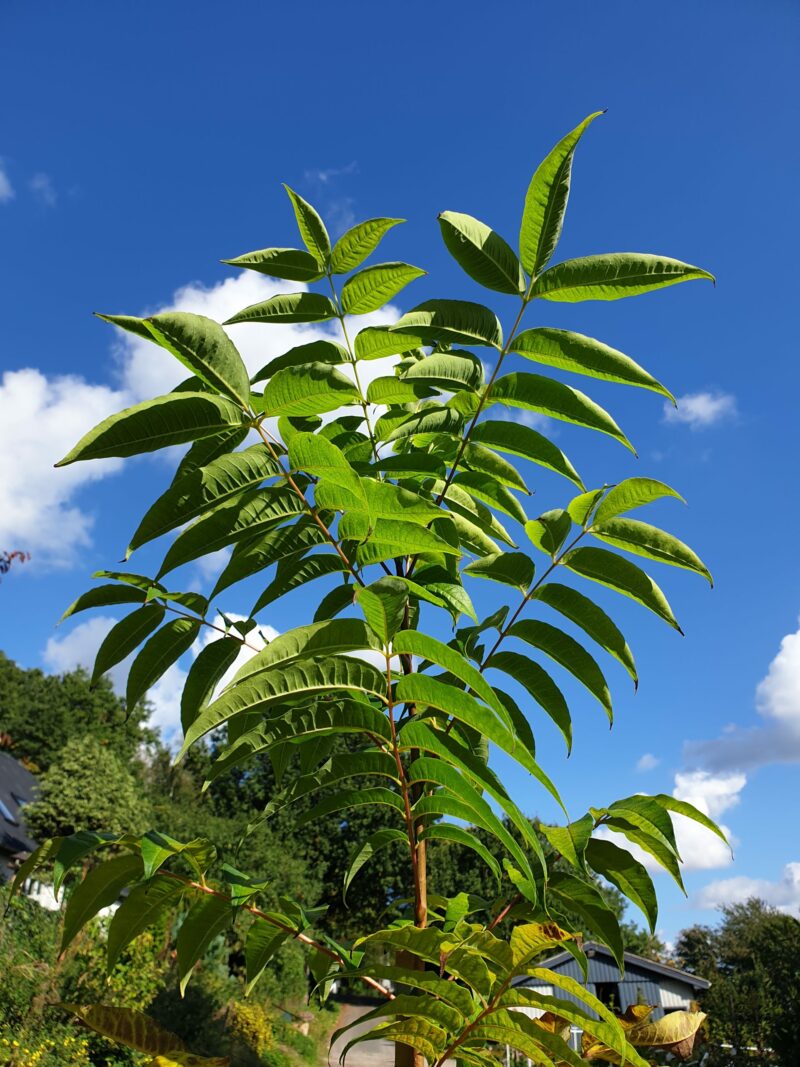 amurkorktrae-phellodendron-amurense