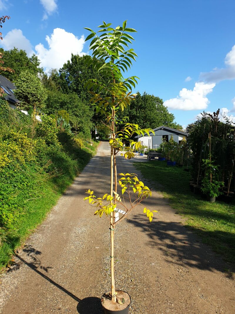 amurkorktrae-phellodendron-amurense