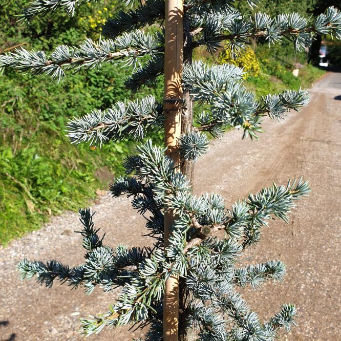 Atlas Cedertræ (Cedrus Libani Glauca)