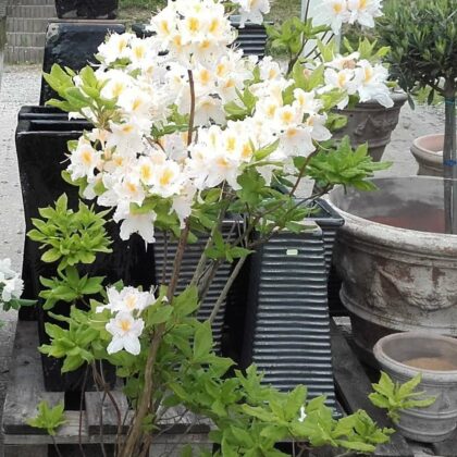 rhododendron-loevfaeldende-rhododendron-knaphill-persil