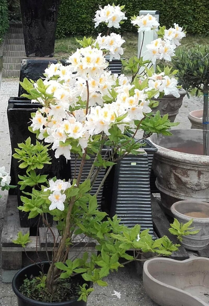 rhododendron-loevfaeldende-rhododendron-knaphill-persil