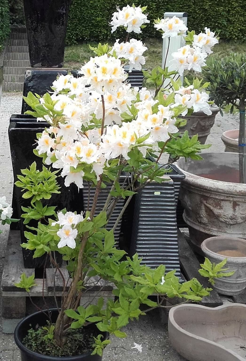 Azalea Persil (Rhododendron Knaphill Persil)