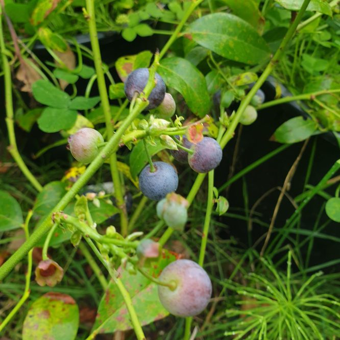 Blåbærbusk Blue Crop Amerikansk (Vaccinium Corybosum Blue Crop)