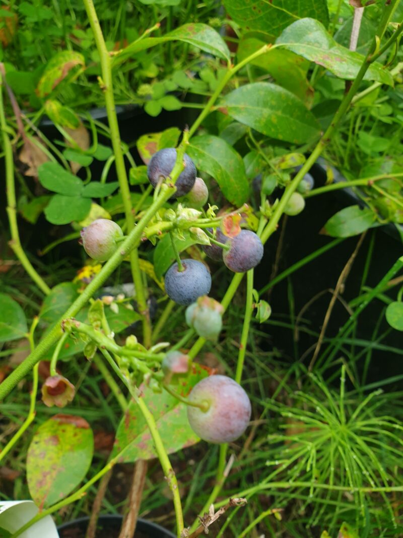 blaabaerbusk-blue-crop-amerikansk-vaccinium-corybosum-blue-crop