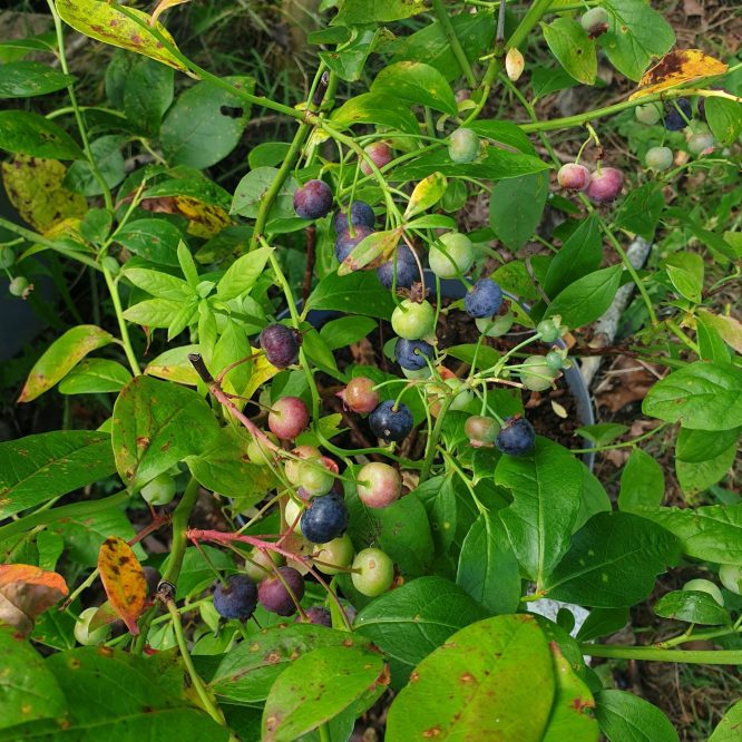 Blåbærbusk Jersey Amerikansk (Vaccinium corybosum Jersey)