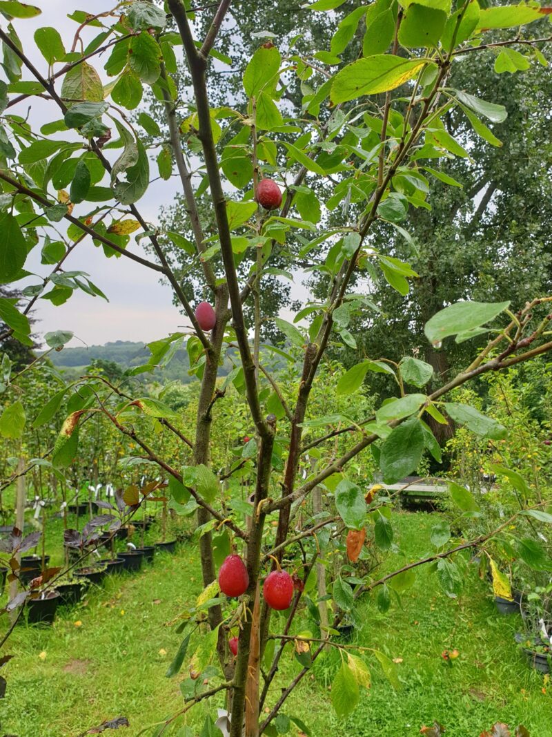 blommetrae-victoria-prunus-domestica-victoria